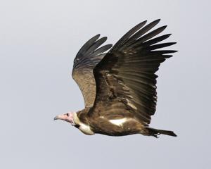 Necrosyrtes  monachus